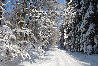  Waldweg im Schnee 